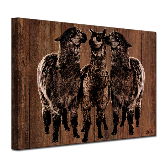 'Alpaca Trio' Wrapped Canvas Wall Art