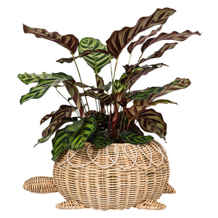 Provence Rattan Turtle Bowl - Whitewash by Juliska Additional Image-1